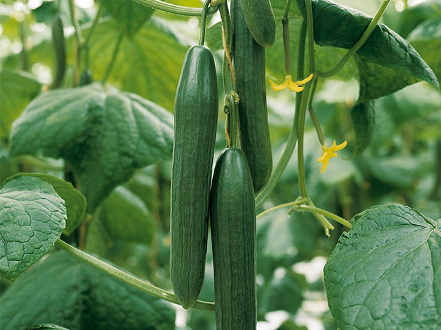 Pepino Europeo